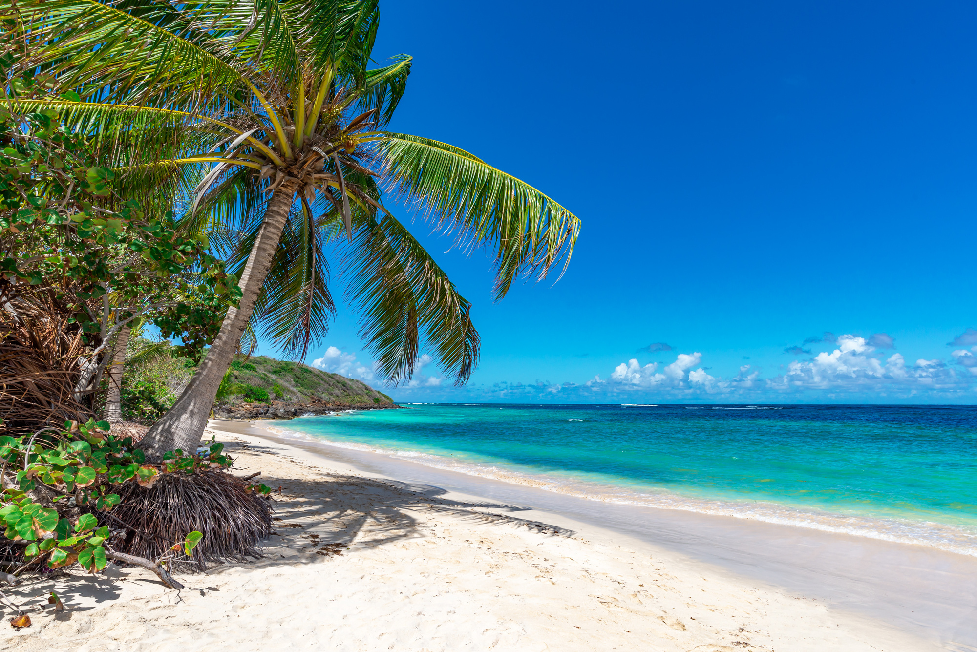 Palm tree on the tropical beach